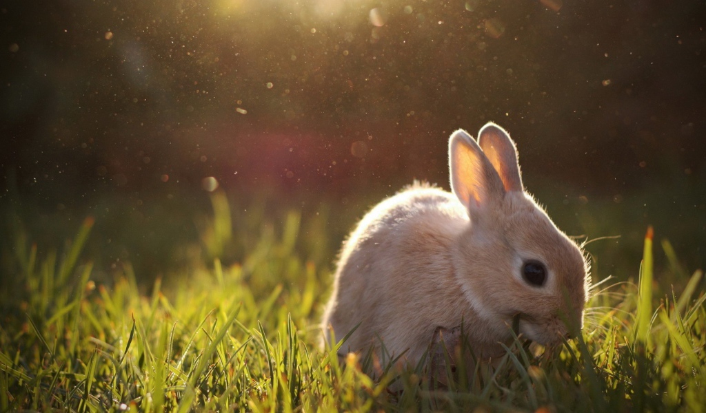 Бежевый кролик кушает траву