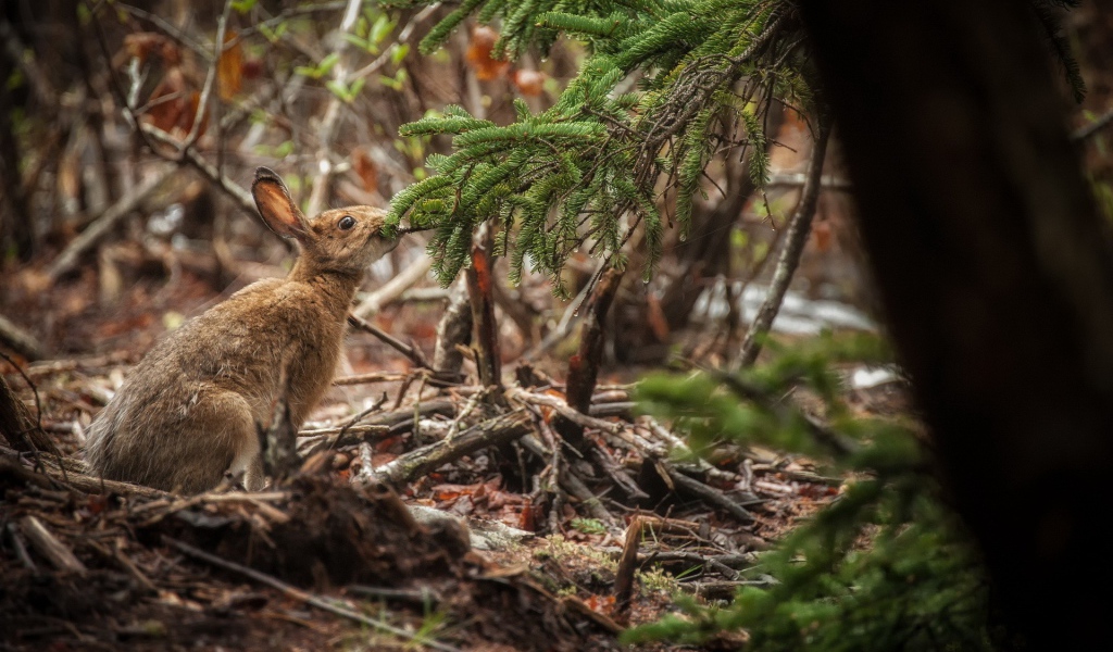 Заяц ест хвою