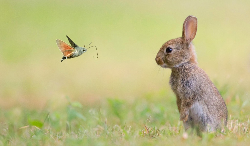 Кролик смотрит на бабочку