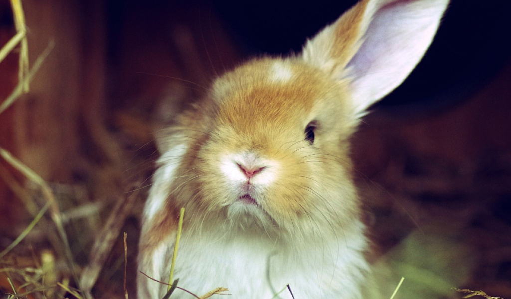 Рыжий кролик поднял одно ухо
