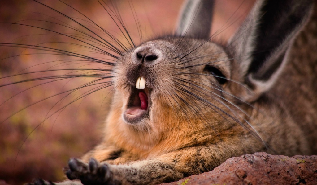 Дикий кролик зевает