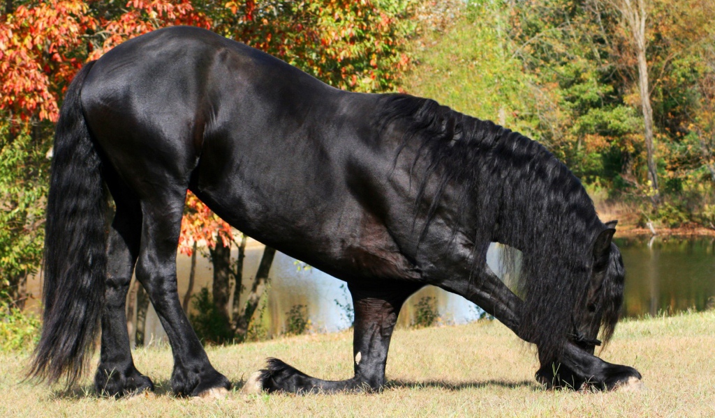Прекрасный черный конь