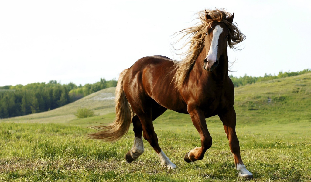 Красота и грация гнедого коня