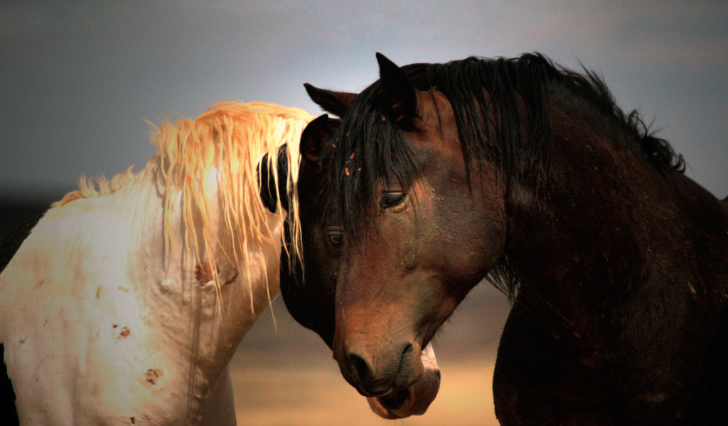 Черная и белая лошади