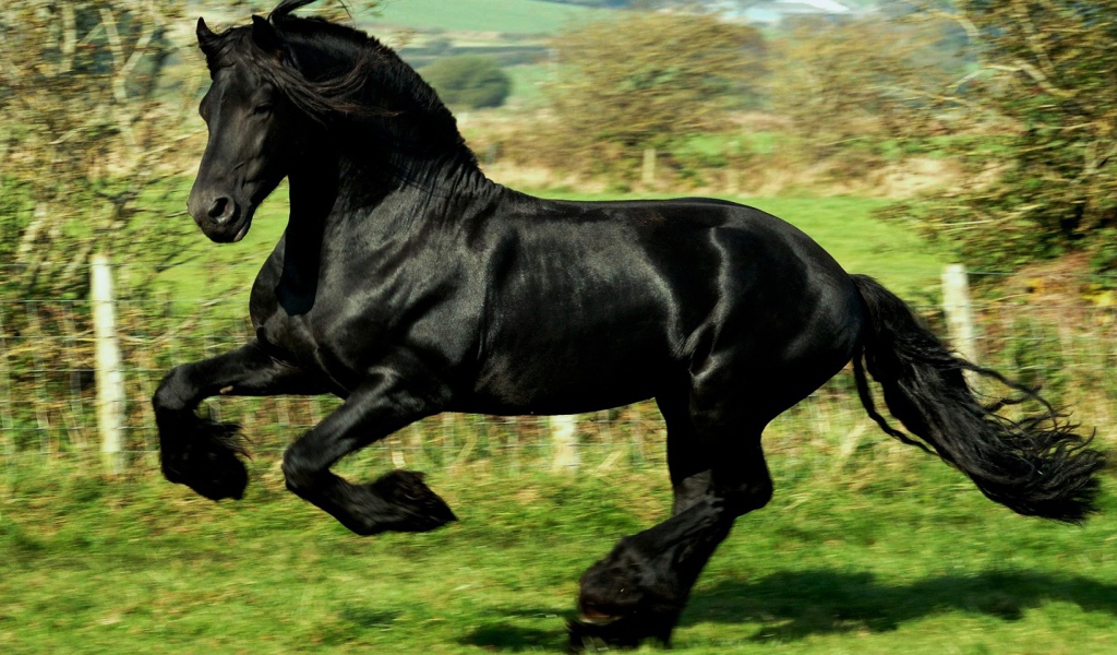 Черный как ночь конь