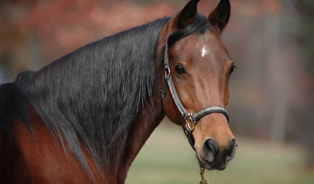 Коричневый конь с черной гривой