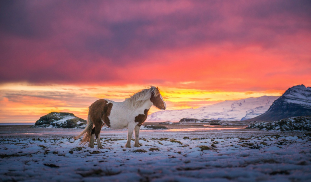 Лошадь в Исландии