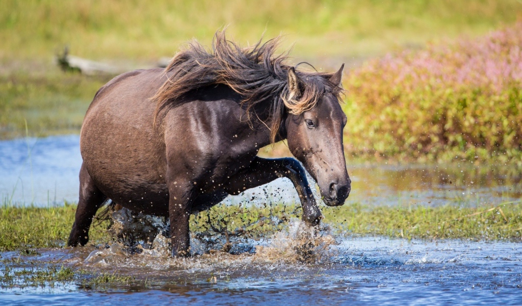 Конь пробирается через ручей