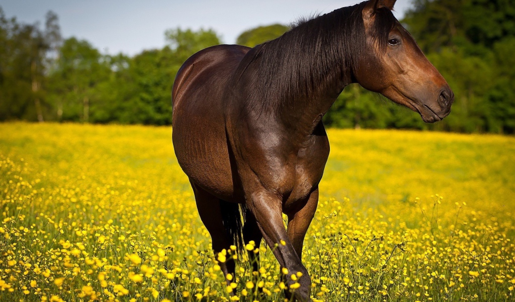 Конь резвится на желтом поле