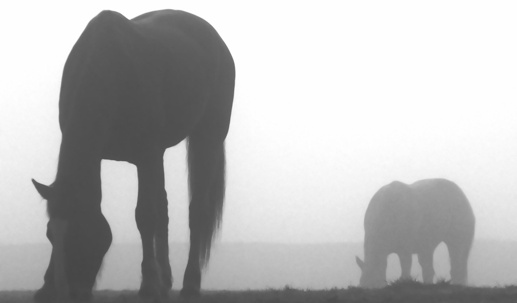 Лошади пасутся в тумане