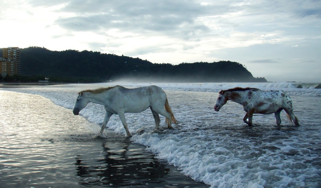 Лошади в волнах прибоя