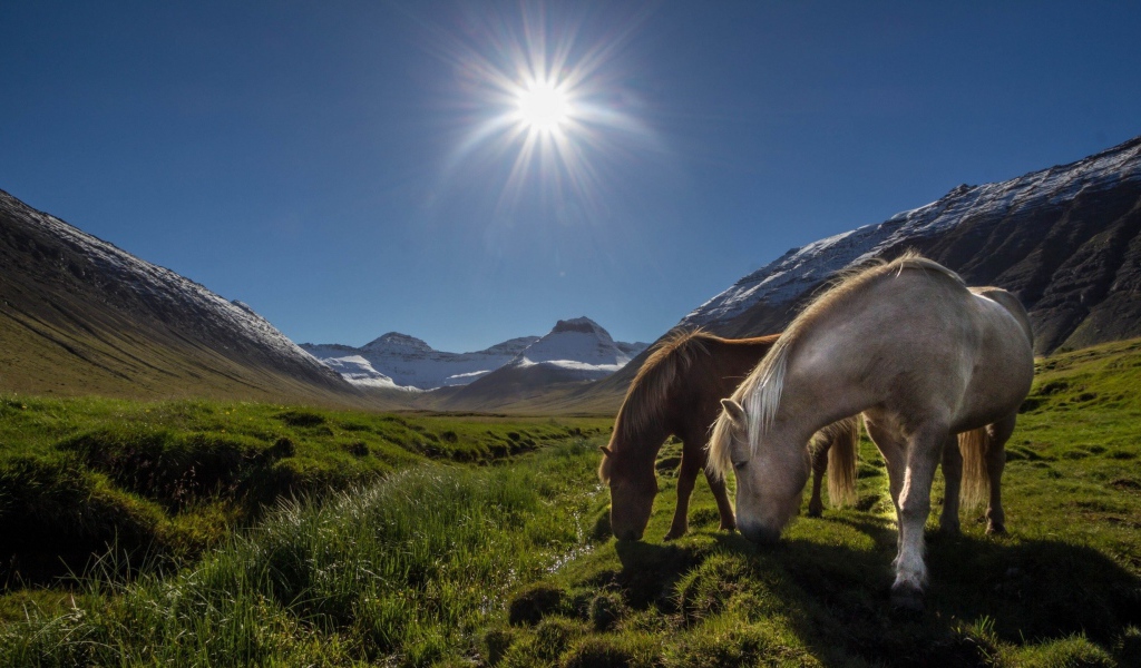Лошади на горном пастбище
