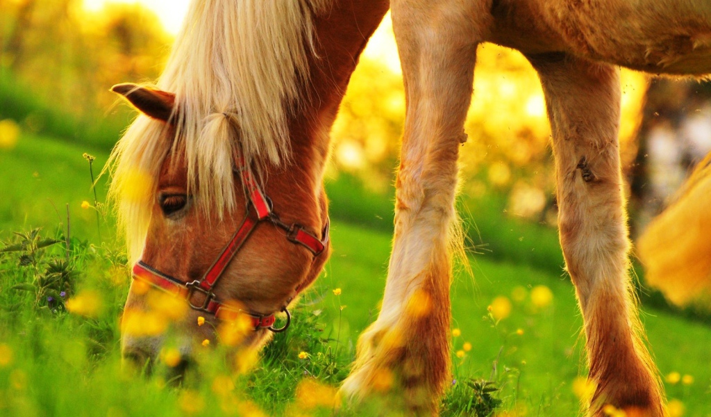 Пони пасется на зеленом поле