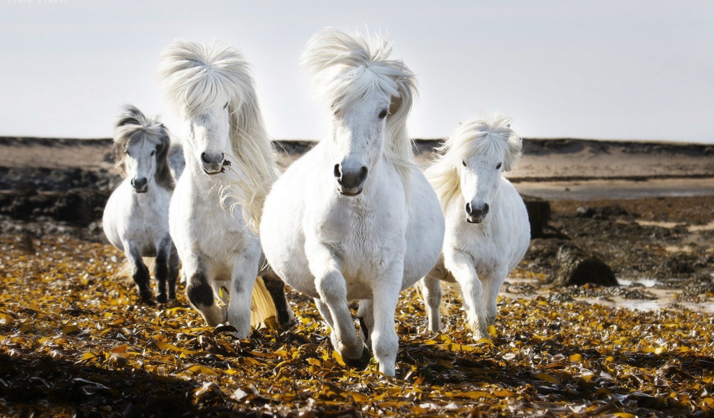 Маленькие белые лошади