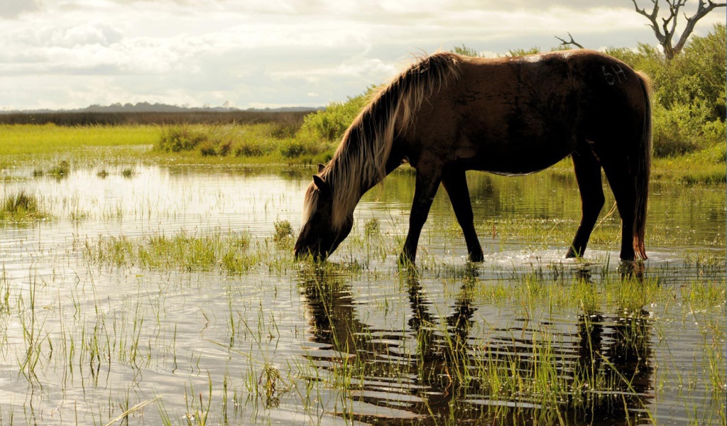 Лошадь пьет воду