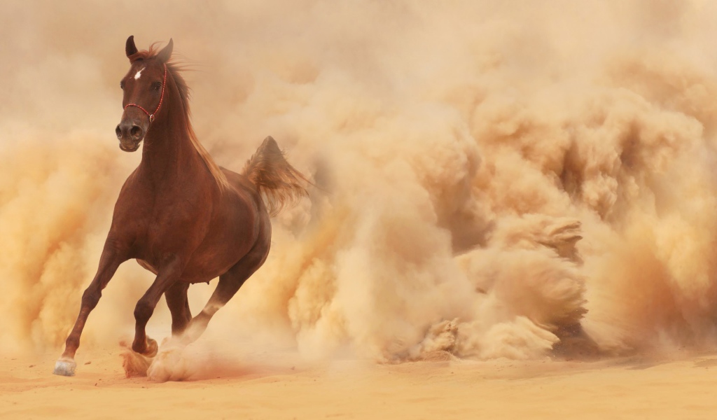 Конь выбегает из облака пыли