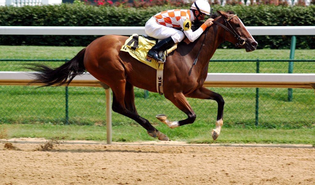 Всадник на ипподроме