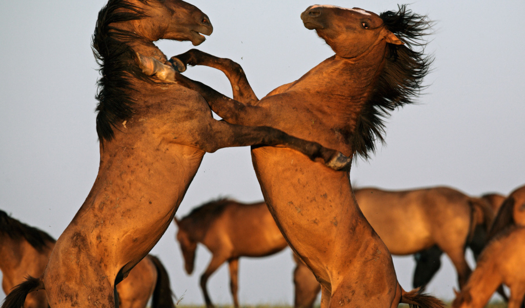 Борьба двух лошадей