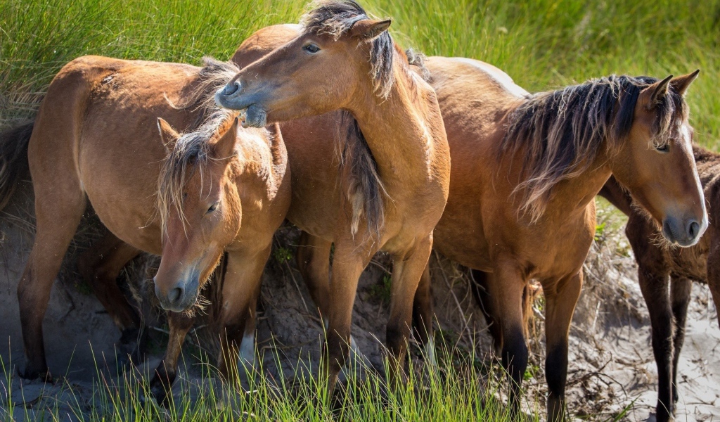 Три гнедых коня