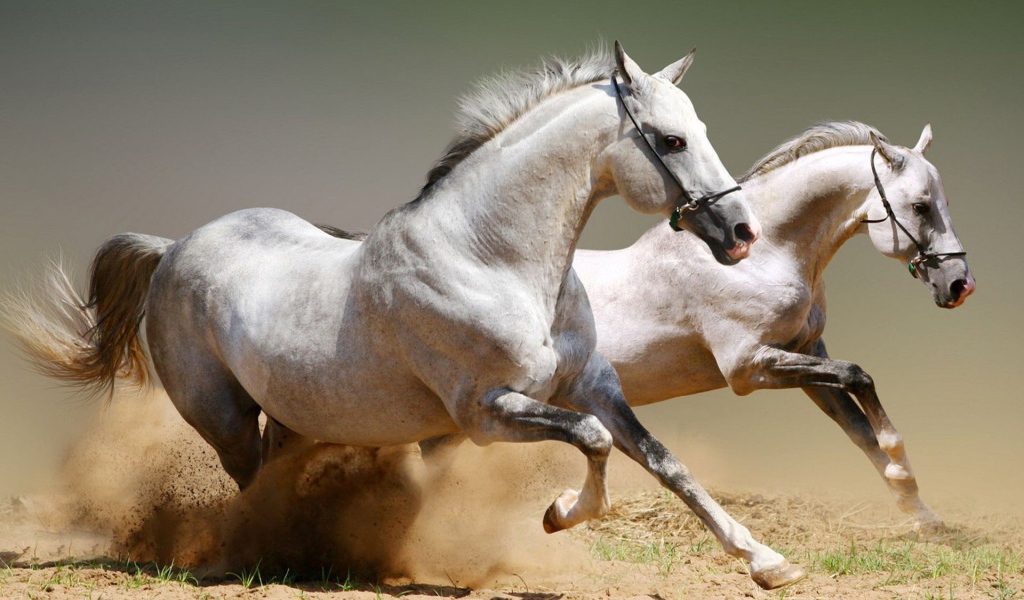 Два скакуна поднимают песок
