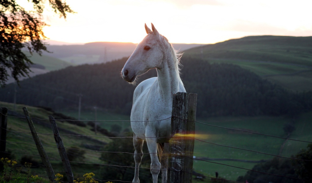 Белая лошадь за забором на фоне заката