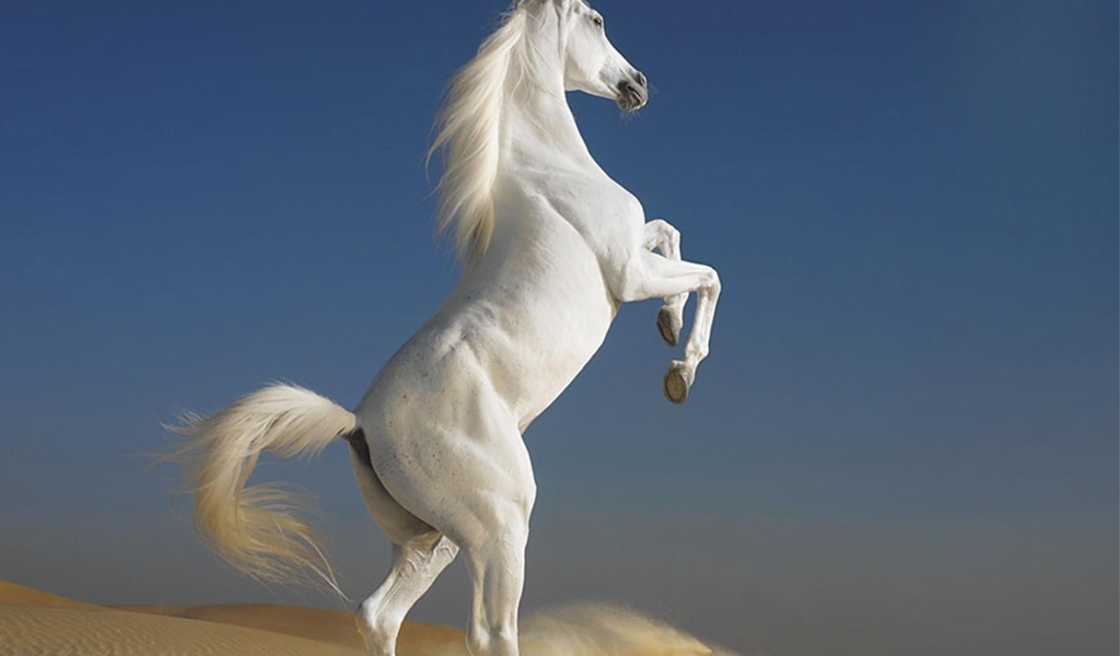 Белый скакун встал на дыбы
