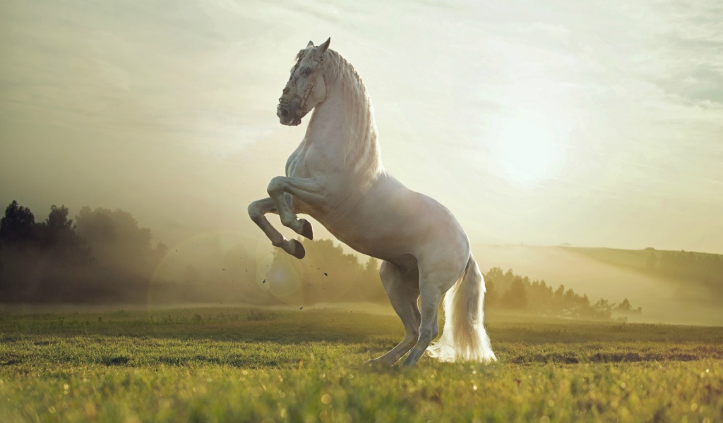 Белый конь встал на дыбы