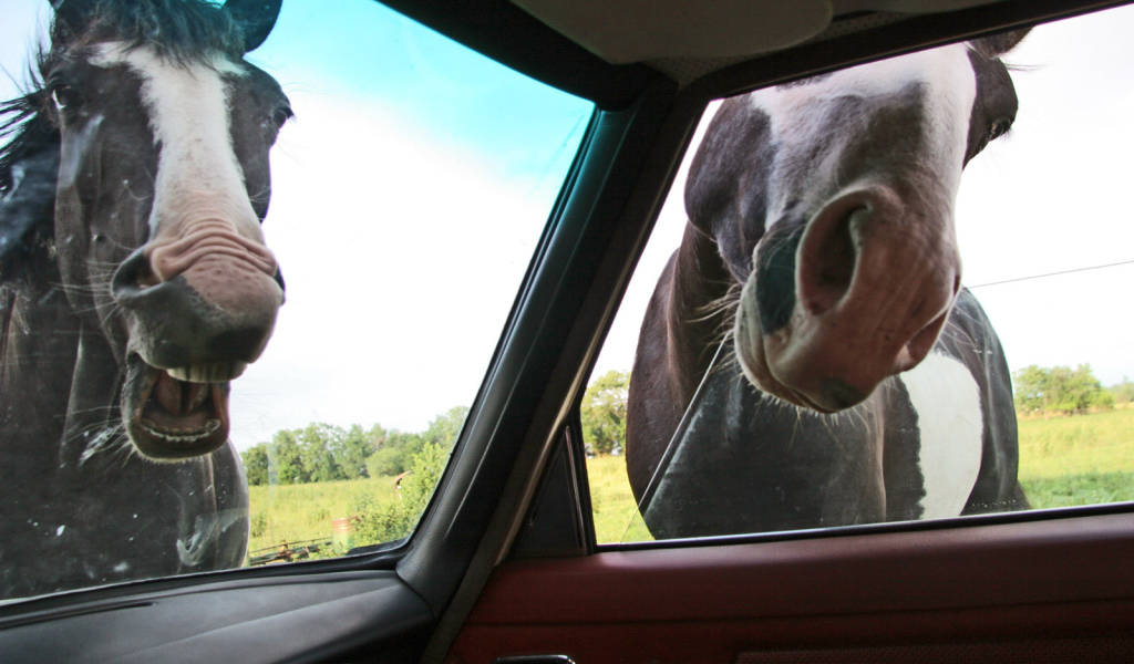 Лошади глядят в автомобиль