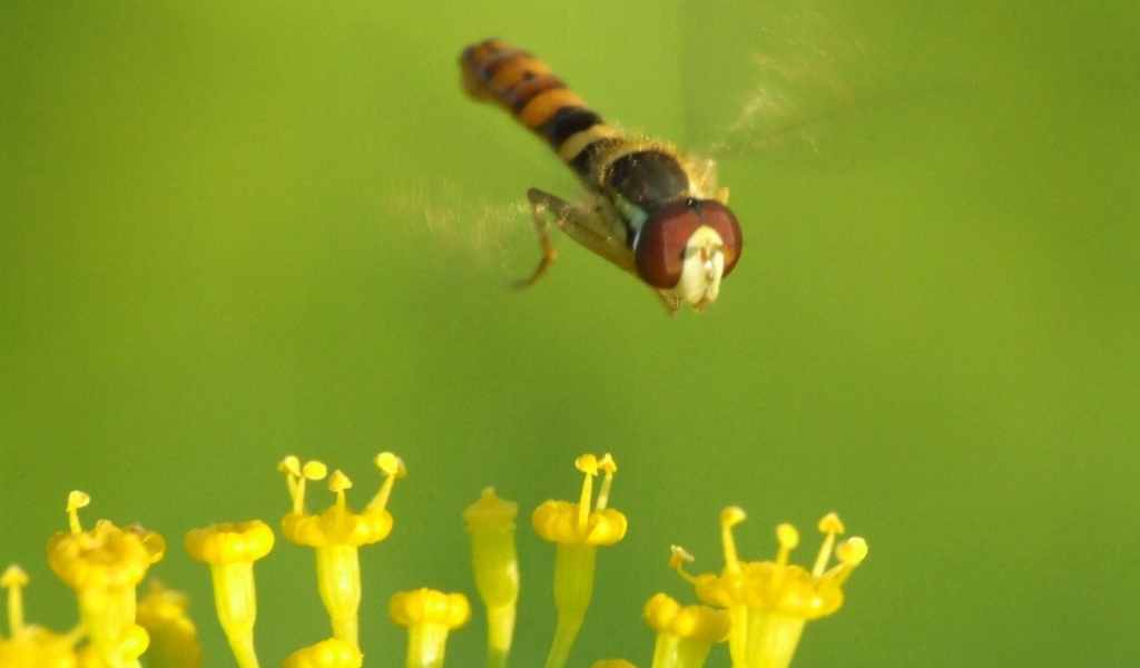 Муха летает над цветком
