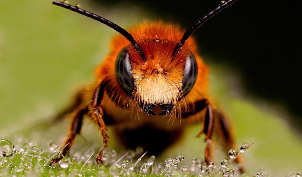 Крупное фото головы пчелы