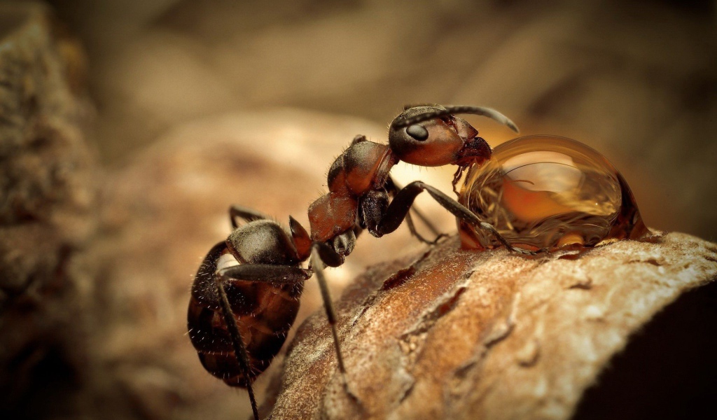 Муравей пьет водичку