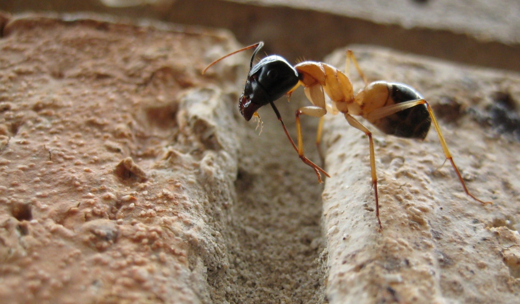 Муравей преодолевает препятствие