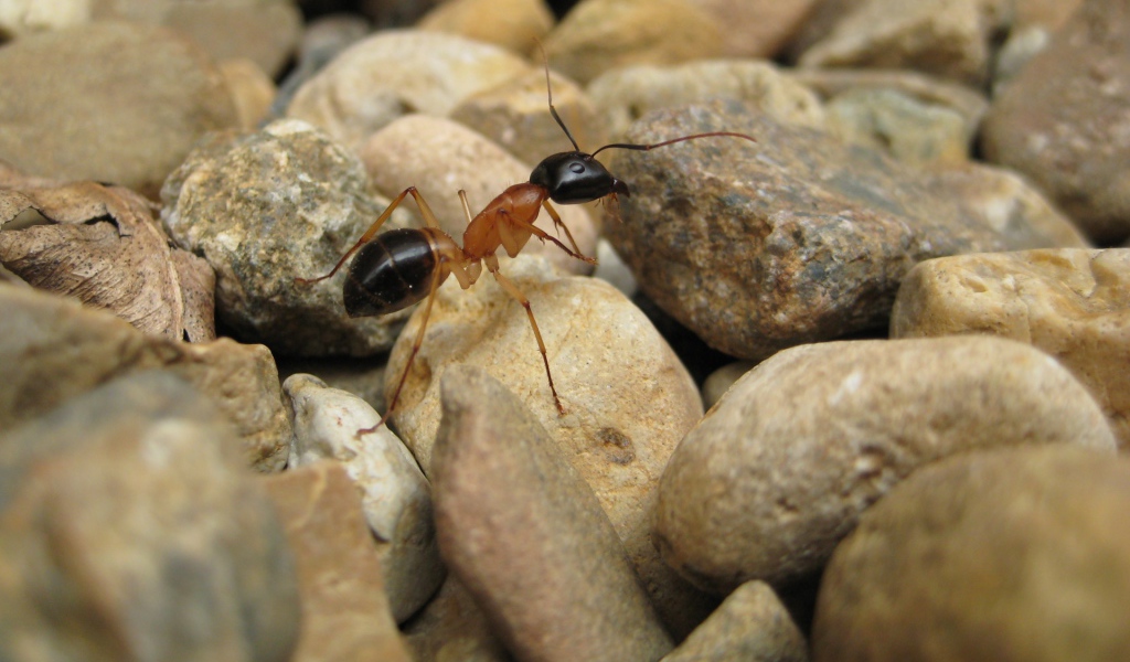 Муравей на камнях
