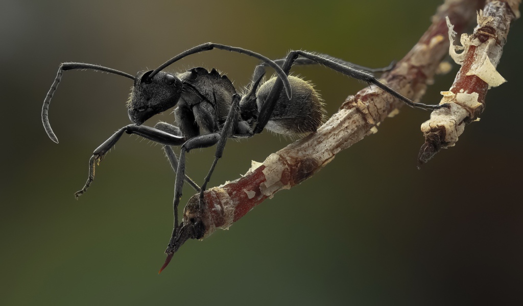 Муравей на кончике ветки