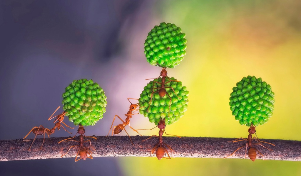 Муравьи за работой