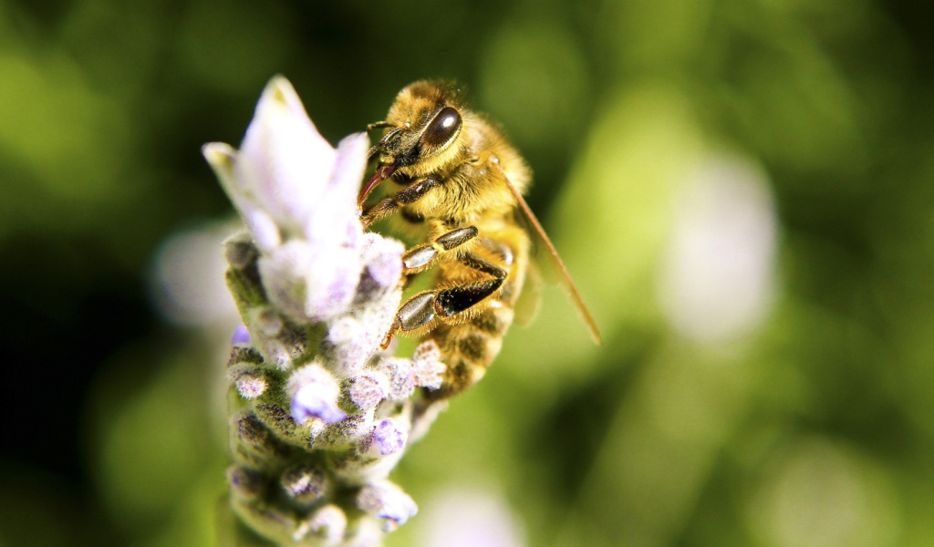 Пчела собирает нектар на цветке