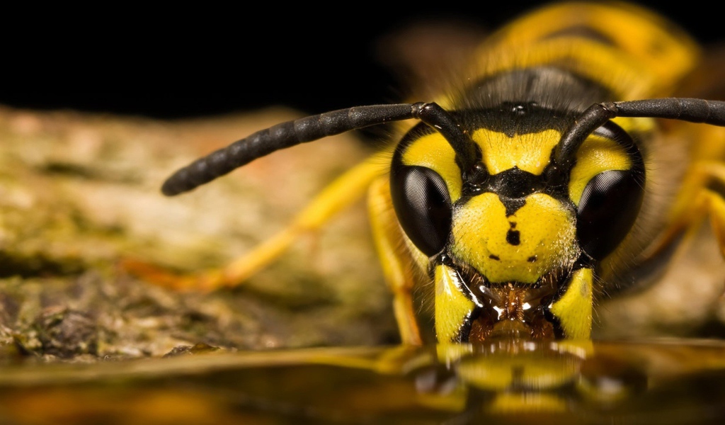 Пчела ест мед