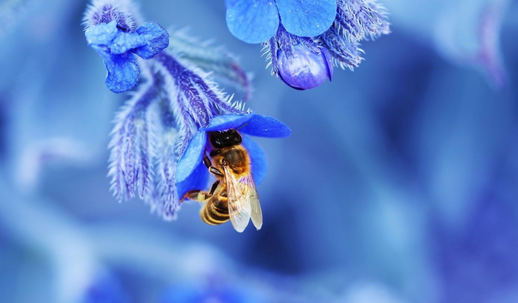 Пчела в голубом колокольчике собирает нектар