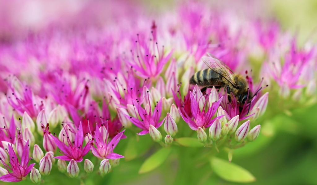 Пчела на поле розовых цветов