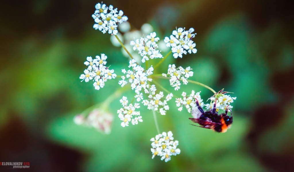 Пчела на зонтике из белых цветов