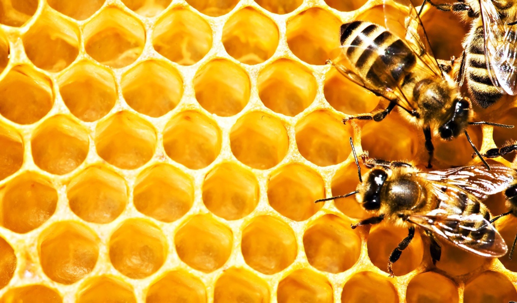 Пчелы на сотах