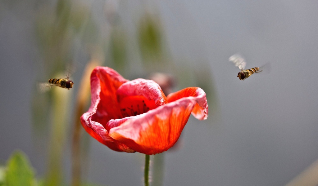 Пчелы садятся на цветок мака