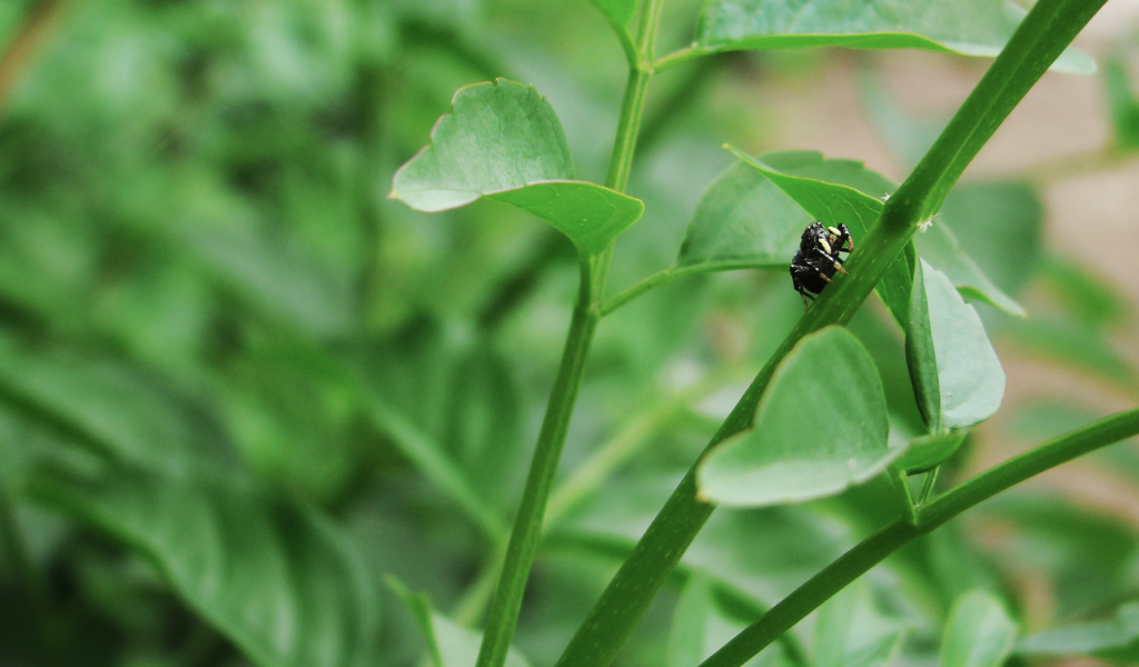 Жук ползет по зеленому стеблю