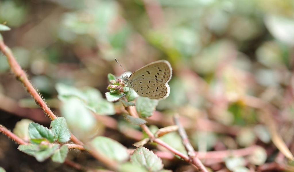 Бежевая бабочка села на цветок