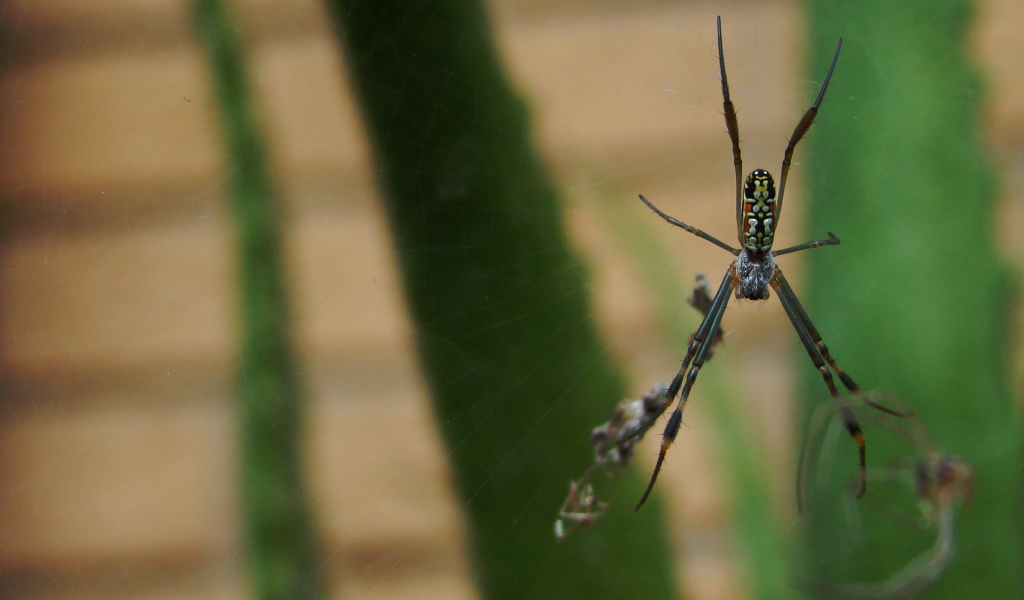 Большой паук плетет паутину