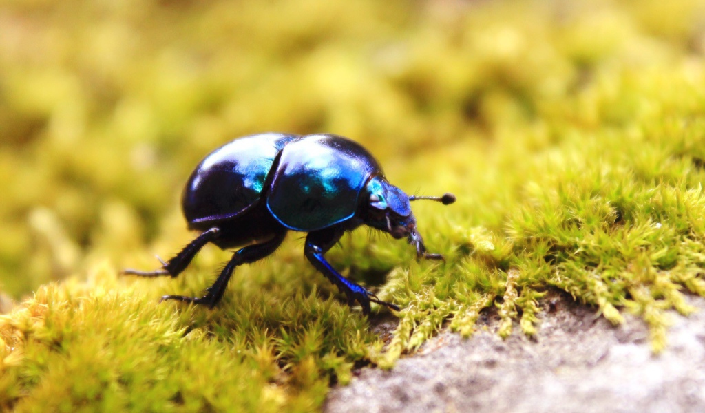 Черный жук на зеленом мху
