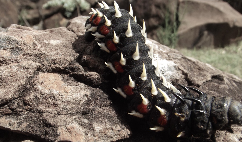 Черная гусеница ползет по камню