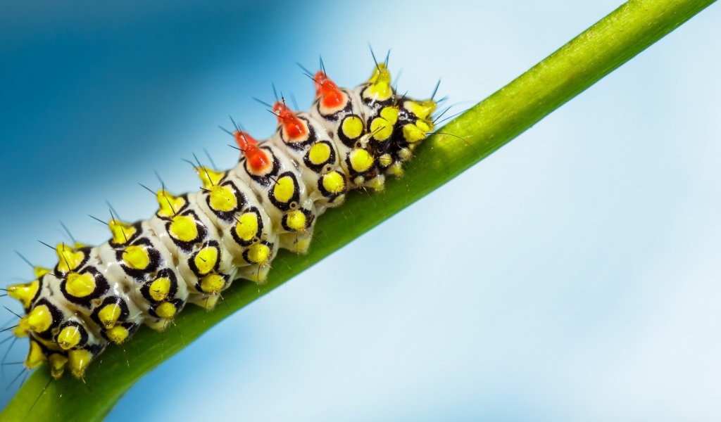 Яркая гусеница на зеленом стебле