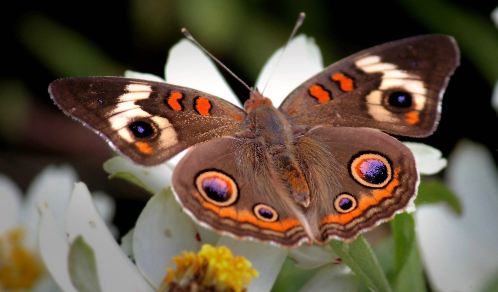 Коричневая бабочка с узором на крыльях