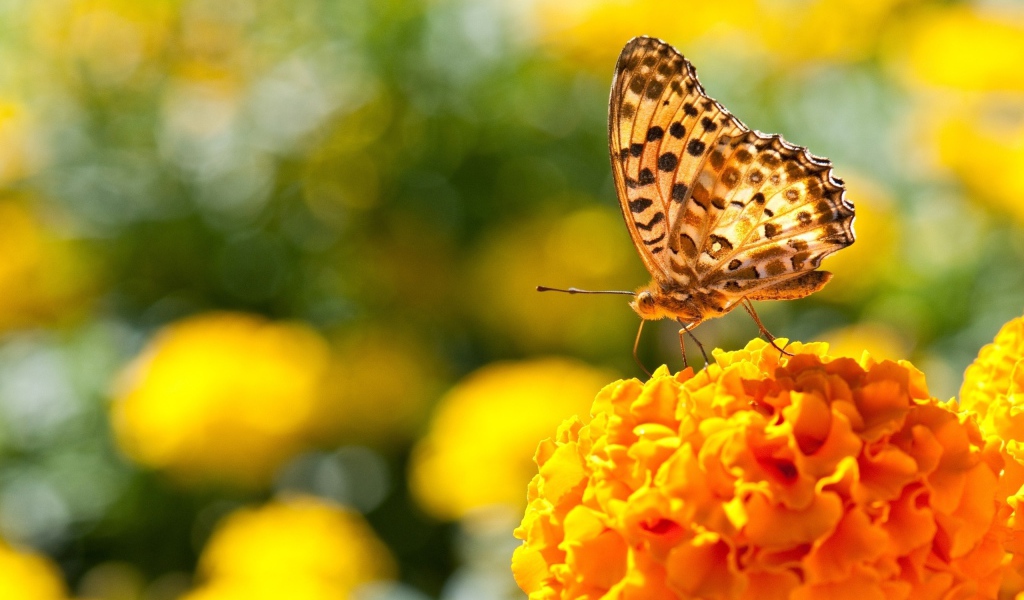 Бабочка на пышном оранжевом цветке